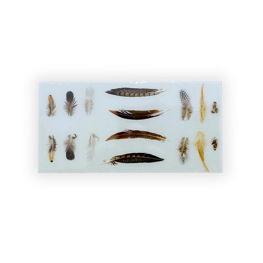 Feather Specimen - 12 x 24